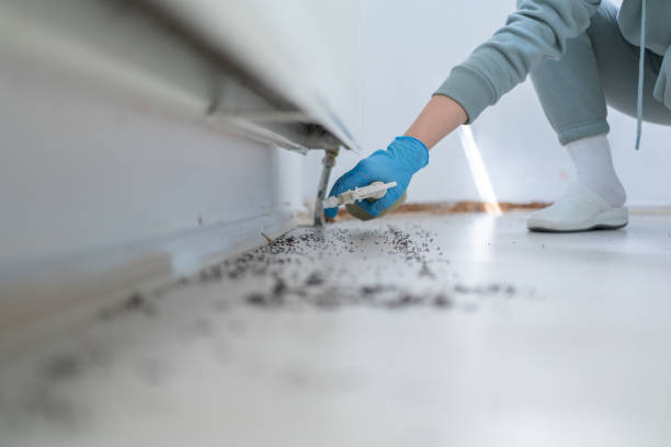 Best Flea Control Services  in Lockport Heights, IL